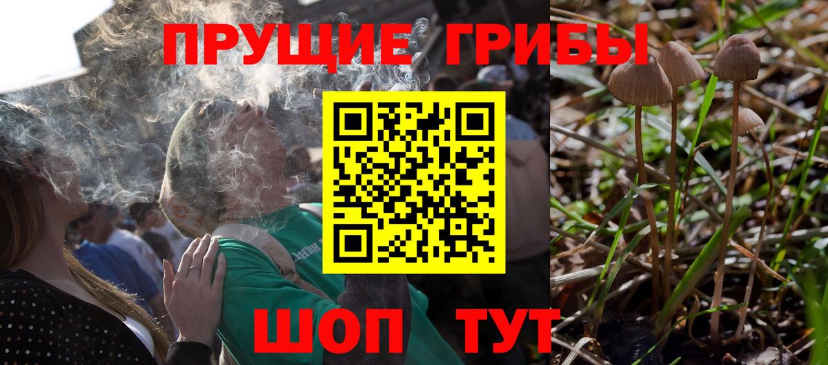 где купить наркотик  Псилоцибиновые грибы MAGIC MUSHROOMS  Вход с VPN  Оренбург  Псилоцибиновые грибы Psilocybe 